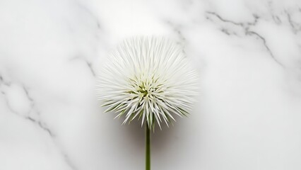 Delicate white flower with fine petals on marble background