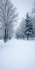 Obraz premium Snow blankets a quiet landscape, trees dusted with white, a peaceful stillness, winter, chill