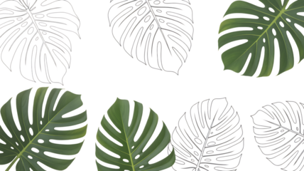 Monstera Leaves Outline and Realistic Green tropical isolated on a transparent background