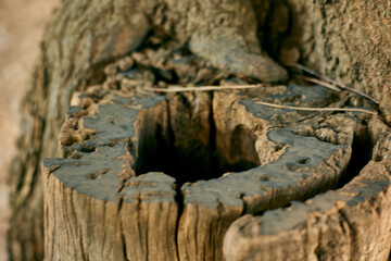 Fototapeta premium Hollow tree trunk close up in a forest with weathered wood texture