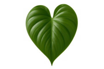 Green heart leaf symbolizing nature love, ecology, and environmental care with transparent background