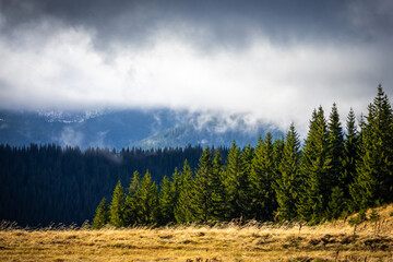 Sunlight breaks through storm clouds to illuminate a vibrant stand of evergreen pines beside golden alpine meadow, while wisps of fog drift across the shadowed valley and distant forested slopes.