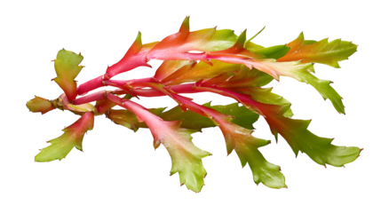 Closeup of a vibrant zigzag cactus branch showcasing its unique red stems and green leaves against a stark botanical beauty