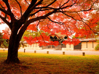 真っ赤に色づいたモミジ越しに見る京都御所の建春門