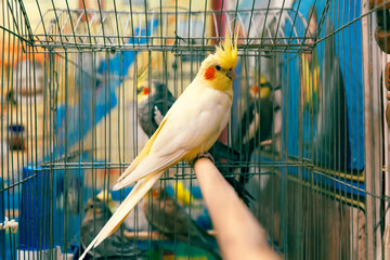 Parrot-Cockatiel Nymphicus hollandicus is a bird from Australia, cockatoo family. Posing for the photo on a cage, looking adorable. Cage for birds Place for text. Yellow Corella with orange cheeks © diy13