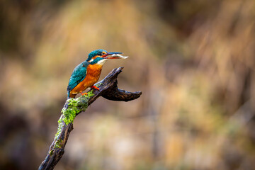 Eisvogel