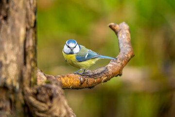 eine Blaumeise auf einem Ast