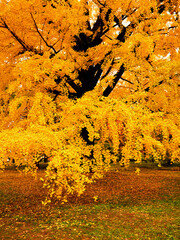 京都御苑のイチョウの大木の黄色く色づいた葉が地面に敷き詰められた風景