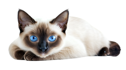 Close up of a siamese cat lying down with bright blue eyes and a dark brown face and ears and tail