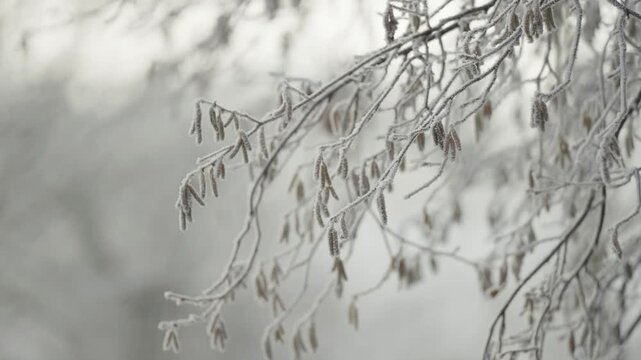 Thin branches with withered catkins coated in frost create intricate winter patterns, each twig outlined in white as the cold morning light softens the background.