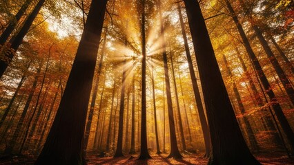 Sunlight beams through tall trees in a vibrant autumn forest, creating a warm glow