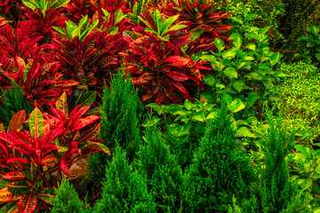 Vibrant tropical foliage with red and green plants in lush garden