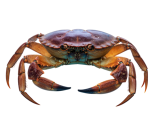 Fantasy Ocean Glow Crab with Magical Marine Accents