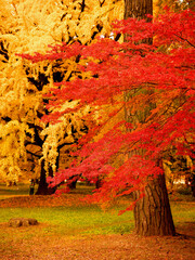 京都御苑のイチョウの黄色ともみじ赤の対比が美しい紅葉の風景