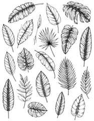 Black and white illustration of various tropical leaves