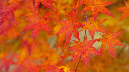 日本の紅葉1