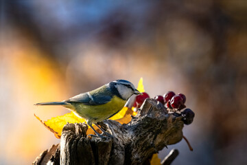 Blue Tit eating berries in autumn forest © VasilAndreev Photo
