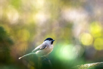 Marsh tit perched in a sunlit forest