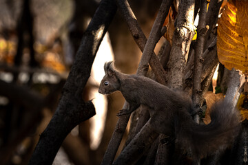 Eurasian Red Squirrel foraging in a tangle of branches in dark autumn light
