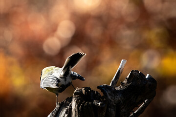 Blue Tit bird taking off from a wooden stump against sunlit autumn background © VasilAndreev Photo