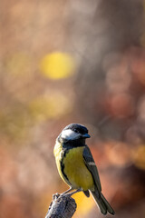 Great Tit bird perched on a tree stump in sunlit autumn woodland