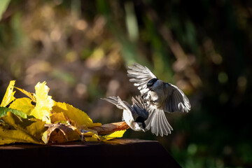 Two Marsh Tits fighting over food near yellow autumn leaves in Europe © VasilAndreev Photo