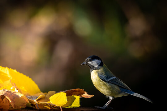 Great Tit bird feeding among bright yellow autumn leaves in Europe