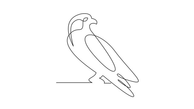Continuous Line Drawing of Hawk, Bird Illustration