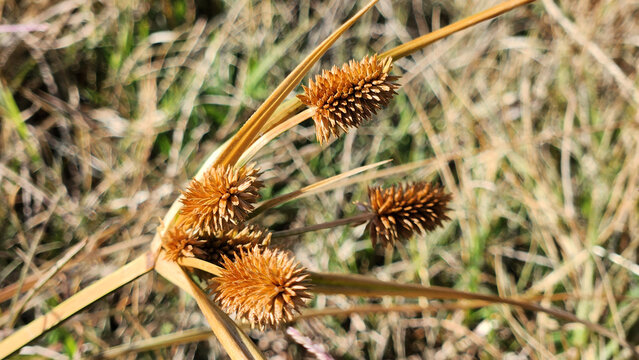 Dry Seed Heads Of Wild Grass With Spiky Brown Pods In A Quiet Field Scene - Powered by Adobe