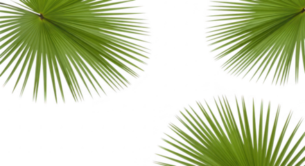 Green palm fronds arrangement, isolated on transparent background