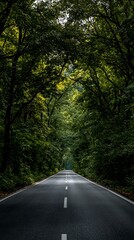 Fototapeta premium Long straight road through a dense green forest tunnel canopy