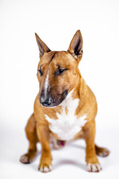 Red bull terrier on a white background.