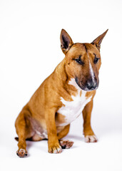 Red bull terrier on a white background.