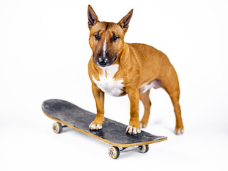 Bull terrier stands  on a black skateboard against a white background.
