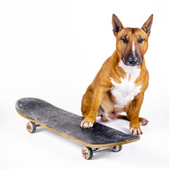 Bull terrier stands  on a black skateboard against a white background.