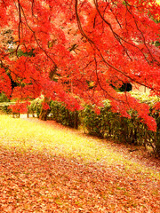 もみじの木々が赤く色づき美しい紅葉の景観を見せる京都御苑内の風景