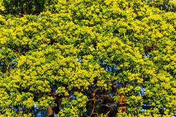 Green tropical tree leaves fruit and blue cloudy sky Thailand.
