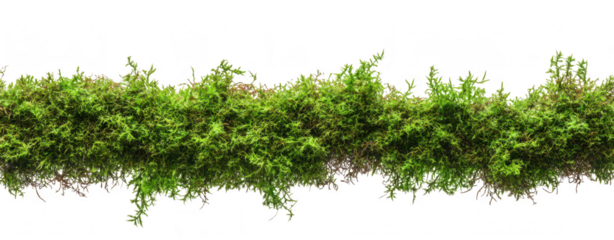 Lush green moss arranged in a horizontal line against a white background. its texture and color. ideal for nature-themed projects or backgrounds