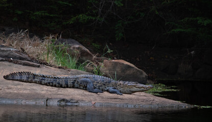 The Stillness of a Predator A crocodile basks on the riverbank, embodying patience, power, and the quiet dominance of the wild