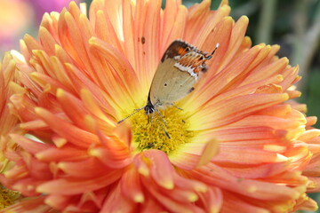 A Butterfly extracting nector or pollen from chrysanthemum flowers