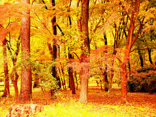 木々が黄色く色づき見事な紅葉の景観を見せる京都御苑内の雑木林の風景