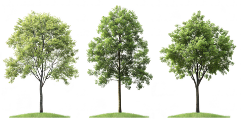 A collection of three distinct trees varying stages of foliage. set against a clean white background. ideal for nature-themed projects or environmental discussions