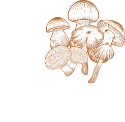 Vintage Engraved Mushrooms &mdash; Classical Line Art Illustration