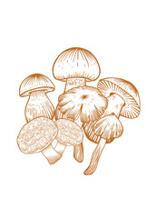 Vintage Engraved Mushrooms — Classical Line Art Illustration