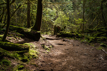 Intense green forest trail with natural lighting and gravel floor Stawamus Chief Provincial Park Squamish, British Columbia, Canada