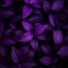 Fototapeta premium Deep purple leaves densely packed