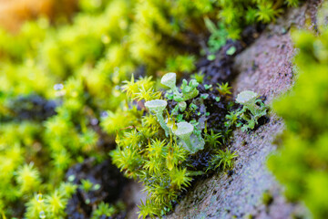 スギゴケとヒメジョウゴダケ