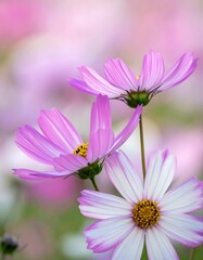 Obraz premium Close-up of delicate pink and white wildflowers, soft bokeh background