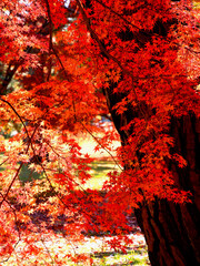 太い幹と赤く染まったもみじの葉の対比が美しい京都御苑内の紅葉の風景