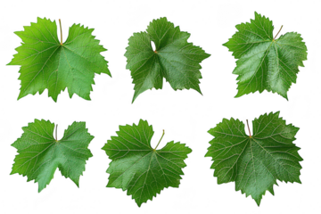 A collection of six green grape leaves arranged artistically on a white background. their unique shapes and textures. ideal for nature-themed projects or botanical studies